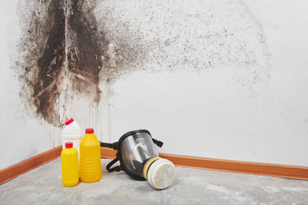 Best Commercial Mold Removal  in Towamensing Trails, PA