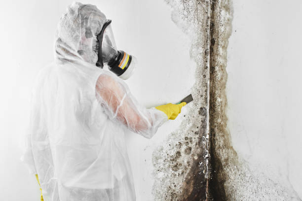 Best Fast Mold Removal  in Towamensing Trails, PA