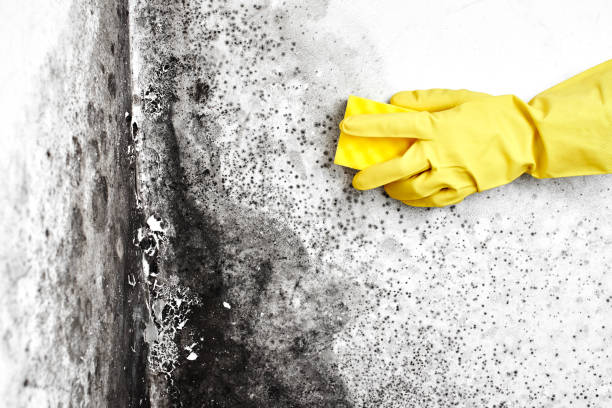 Best Mold Damage Repair  in Towamensing Trails, PA