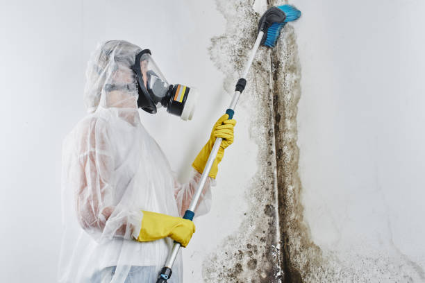 Best Residential Mold Removal  in Towamensing Trails, PA