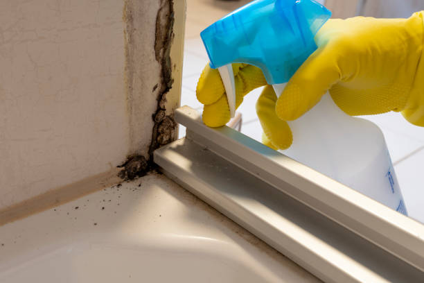 Attic Mold Removal in Towamensing Trails, PA