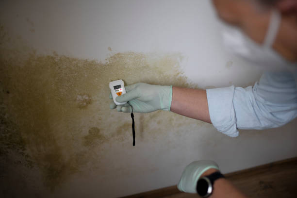 Best Toxic Mold Removal  in Towamensing Trails, PA