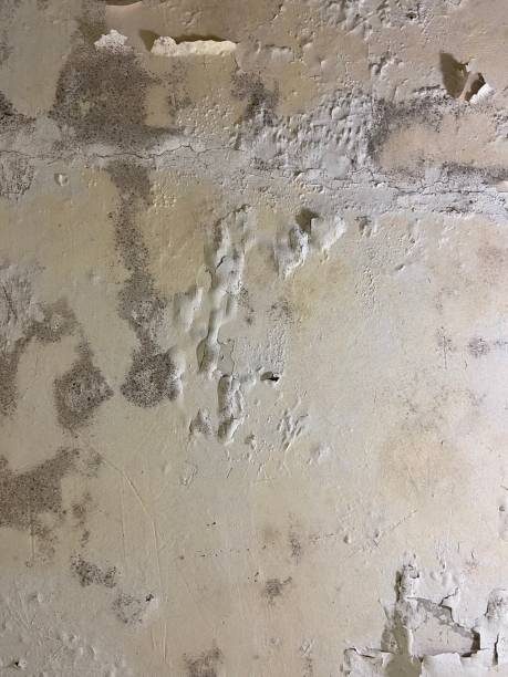 Best Local Mold Removal Service  in Towamensing Trails, PA