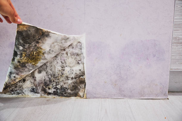 Best Office Mold Removal Services  in Towamensing Trails, PA